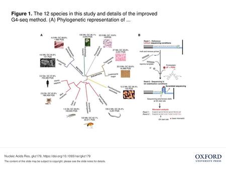 Figure 1. The 12 species in this study and details of the improved G4-seq method. (A) Phylogenetic representation of ... Figure 1. The 12 species in this.