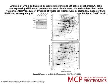 Analysis of whole cell lysates by Western blotting and 2D gel electrophoresis.A, cells overexpressing GFP fusion proteins and control cells were cultured.