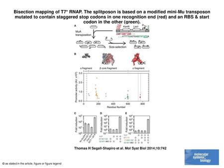 Bisection mapping of T7. RNAP