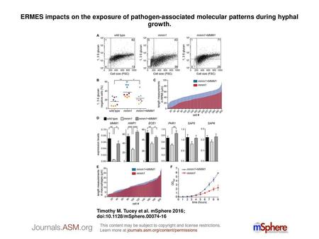 ERMES impacts on the exposure of pathogen-associated molecular patterns during hyphal growth. ERMES impacts on the exposure of pathogen-associated molecular.