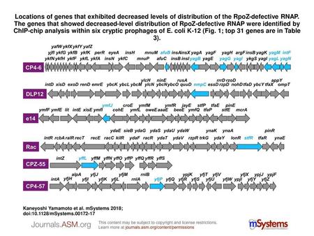 Locations of genes that exhibited decreased levels of distribution of the RpoZ-defective RNAP. The genes that showed decreased-level distribution of RpoZ-defective.