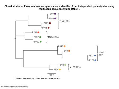 Clonal strains of Pseudomonas aeruginosa were identified from independent patient-pairs using multilocus sequence typing (MLST). Clonal strains of Pseudomonas.