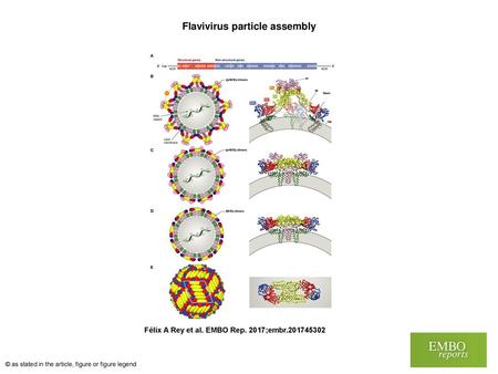 Flavivirus particle assembly