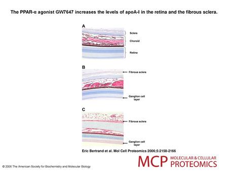 The PPAR-α agonist GW7647 increases the levels of apoA-I in the retina and the fibrous sclera. The PPAR-α agonist GW7647 increases the levels of apoA-I.