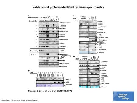 Validation of proteins identified by mass spectrometry.