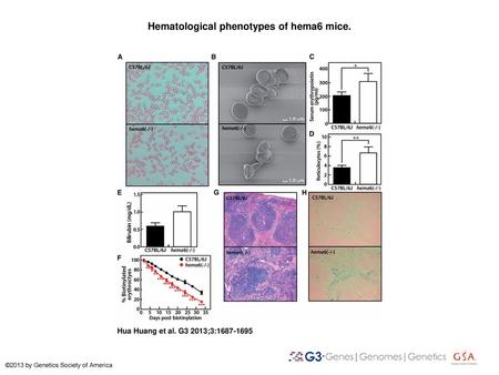 Hematological phenotypes of hema6 mice.