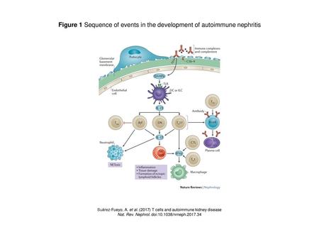 Figure 1 Sequence of events in the development of autoimmune nephritis