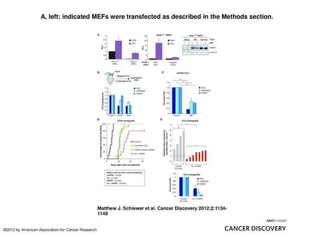 A, left: indicated MEFs were transfected as described in the Methods section. A, left: indicated MEFs were transfected as described in the Methods section.