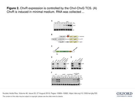 Figure 2. ChvR expression is controlled by the ChvI-ChvG TCS