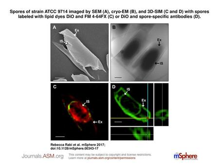 Spores of strain ATCC 9714 imaged by SEM (A), cryo-EM (B), and 3D-SIM (C and D) with spores labeled with lipid dyes DiO and FM 4-64FX (C) or DiO and spore-specific.