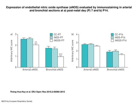 Expression of endothelial nitric oxide synthase (eNOS) evaluated by immunostaining in arterial and bronchial sections at a) post-natal day (P) 7 and b)
