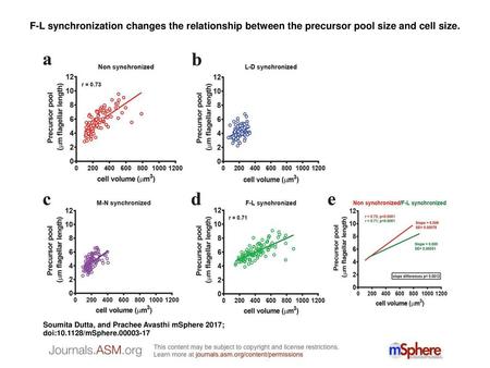 F-L synchronization changes the relationship between the precursor pool size and cell size. F-L synchronization changes the relationship between the precursor.