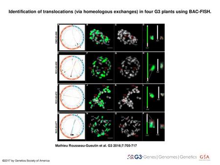 Identification of translocations (via homeologous exchanges) in four G3 plants using BAC-FISH. Identification of translocations (via homeologous exchanges)