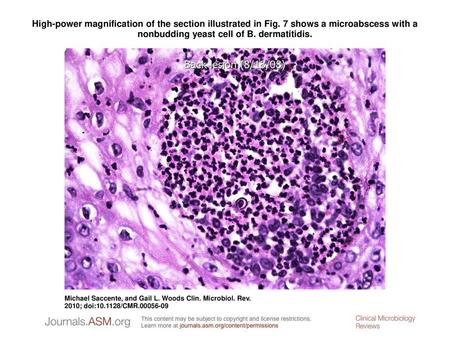 High-power magnification of the section illustrated in Fig