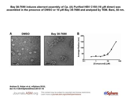 Bay induces aberrant assembly of Cp