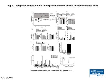 Fig. 7. Therapeutic effects of hiPSC-EPO protein on renal anemia in adenine-treated mice. Therapeutic effects of hiPSC-EPO protein on renal anemia in adenine-treated.