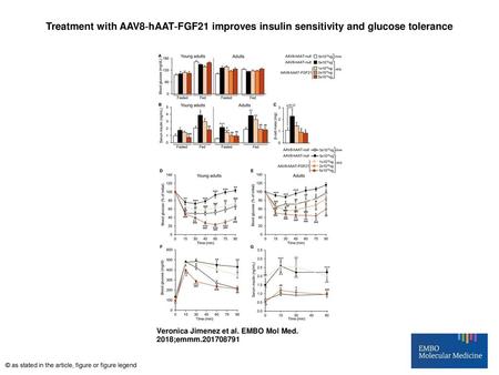 Treatment with AAV8‐hAAT‐FGF21 improves insulin sensitivity and glucose tolerance Treatment with AAV8‐hAAT‐FGF21 improves insulin sensitivity and glucose.