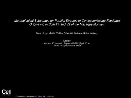 Morphological Substrates for Parallel Streams of Corticogeniculate Feedback Originating in Both V1 and V2 of the Macaque Monkey  Farran Briggs, Caitlin W.