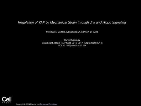 Regulation of YAP by Mechanical Strain through Jnk and Hippo Signaling