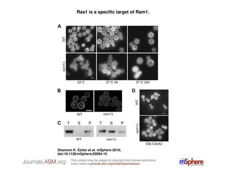 Ras1 is a specific target of Ram1.