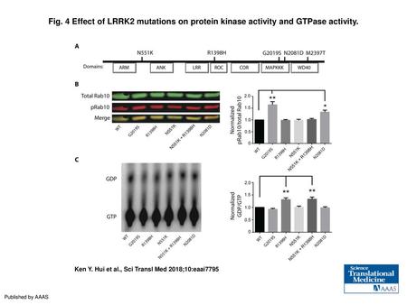 Fig. 4 Effect of LRRK2 mutations on protein kinase activity and GTPase activity. Effect of LRRK2 mutations on protein kinase activity and GTPase activity.