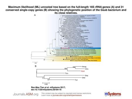 Maximum likelihood (ML) unrooted tree based on the full-length 16S rRNA genes (A) and 31 conserved single-copy genes (B) showing the phylogenetic position.