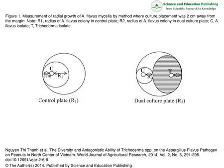 Figure 1. Measurement of radial growth of A