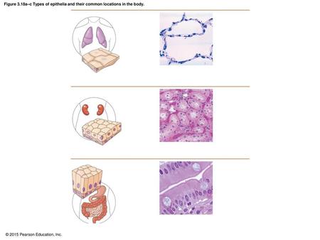 Figure 3.18d–f Types of epithelia and their common locations in the body.