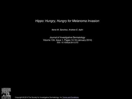 Hippo: Hungry, Hungry for Melanoma Invasion