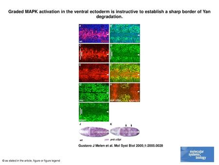 Graded MAPK activation in the ventral ectoderm is instructive to establish a sharp border of Yan degradation. Graded MAPK activation in the ventral ectoderm.