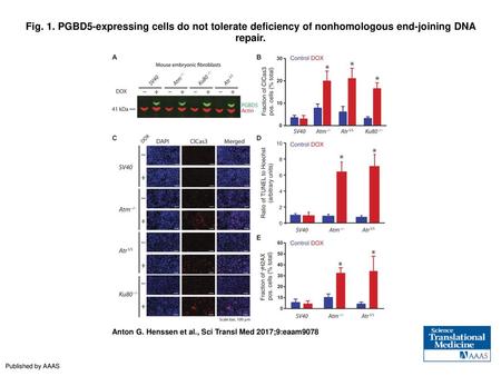 Fig. 1. PGBD5-expressing cells do not tolerate deficiency of nonhomologous end-joining DNA repair. PGBD5-expressing cells do not tolerate deficiency of.