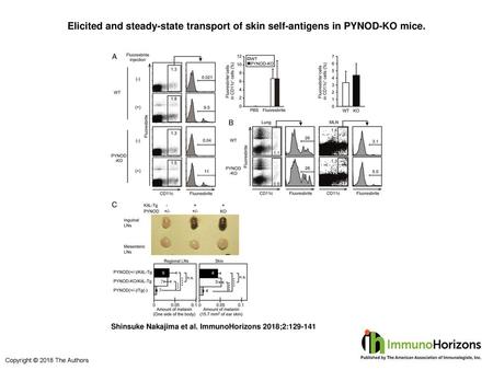 Elicited and steady-state transport of skin self-antigens in PYNOD-KO mice. Elicited and steady-state transport of skin self-antigens in PYNOD-KO mice.