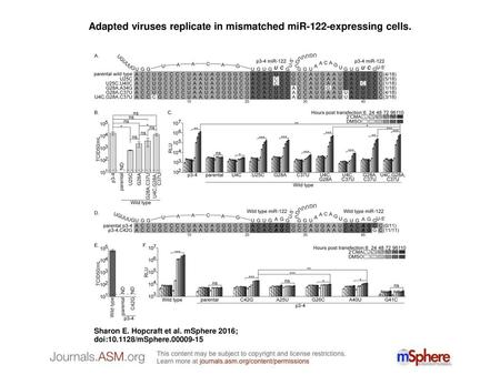 Adapted viruses replicate in mismatched miR-122-expressing cells.