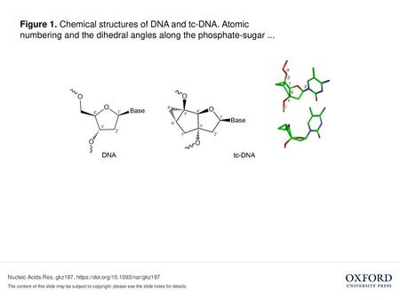 Figure 1. Chemical structures of DNA and tc-DNA