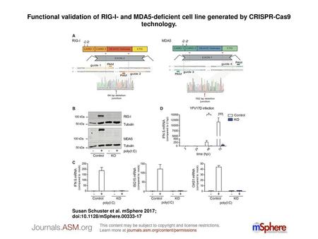 Functional validation of RIG-I- and MDA5-deficient cell line generated by CRISPR-Cas9 technology. Functional validation of RIG-I- and MDA5-deficient cell.