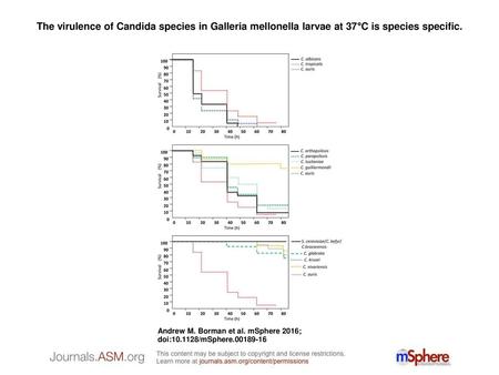 The virulence of Candida species in Galleria mellonella larvae at 37°C is species specific. The virulence of Candida species in Galleria mellonella larvae.