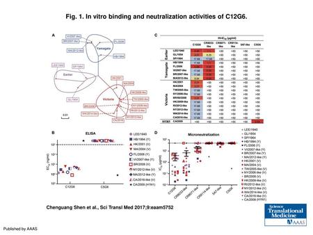 Fig. 1. In vitro binding and neutralization activities of C12G6.