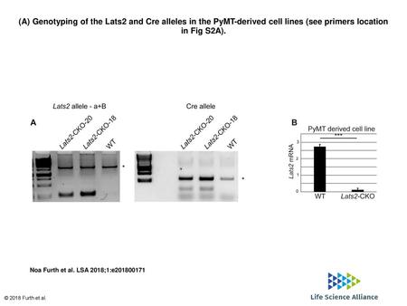 (A) Genotyping of the Lats2 and Cre alleles in the PyMT-derived cell lines (see primers location in Fig S2A). (A) Genotyping of the Lats2 and Cre alleles.