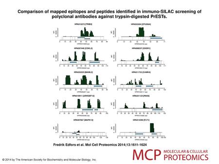 Comparison of mapped epitopes and peptides identified in immuno-SILAC screening of polyclonal antibodies against trypsin-digested PrESTs. Comparison of.