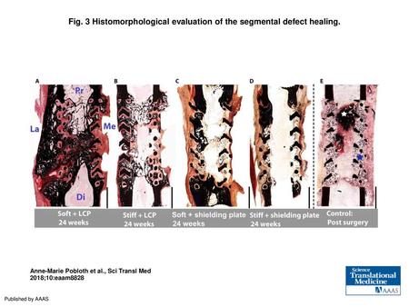 Fig. 3 Histomorphological evaluation of the segmental defect healing.