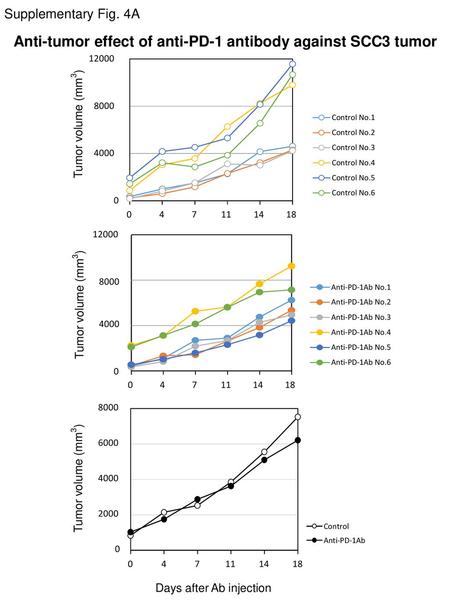 Anti-tumor effect of anti-PD-1 antibody against SCC3 tumor