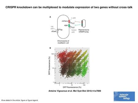 CRISPR knockdown can be multiplexed to modulate expression of two genes without cross‐talk CRISPR knockdown can be multiplexed to modulate expression of.