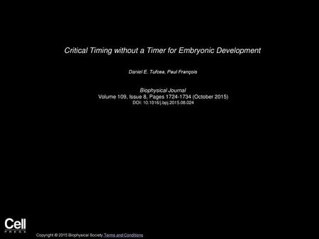 Critical Timing without a Timer for Embryonic Development