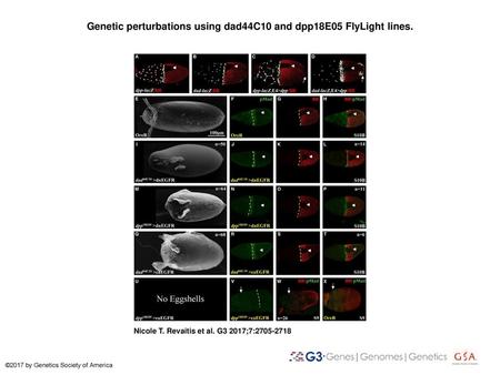 Genetic perturbations using dad44C10 and dpp18E05 FlyLight lines.