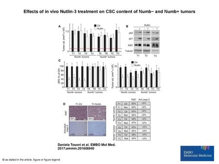 Effects of in vivo Nutlin‐3 treatment on CSC content of Numb− and Numb+ tumors Effects of in vivo Nutlin‐3 treatment on CSC content of Numb− and Numb+