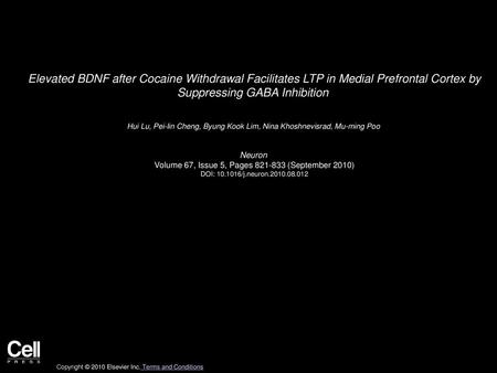 Elevated BDNF after Cocaine Withdrawal Facilitates LTP in Medial Prefrontal Cortex by Suppressing GABA Inhibition  Hui Lu, Pei-lin Cheng, Byung Kook Lim,