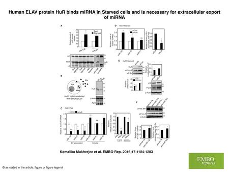 Human ELAV protein HuR binds miRNA in Starved cells and is necessary for extracellular export of miRNA Human ELAV protein HuR binds miRNA in Starved cells.