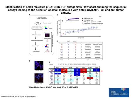 Identification of small molecule β‐CATENIN‐TCF antagonists Flow chart outlining the sequential assays leading to the selection of small molecules with.