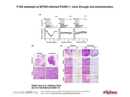 T-705 treatment of SFTSV-infected IFNAR−/− mice through oral administration. T-705 treatment of SFTSV-infected IFNAR−/− mice through oral administration.