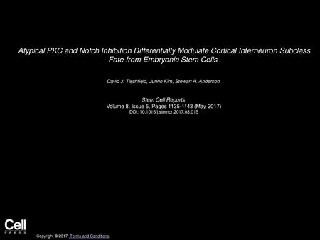 Atypical PKC and Notch Inhibition Differentially Modulate Cortical Interneuron Subclass Fate from Embryonic Stem Cells  David J. Tischfield, Junho Kim,